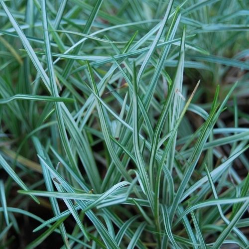 Ophiopogon japonicus 'Silver Mist', plante vivace à feuillage persistant, ombre sèche