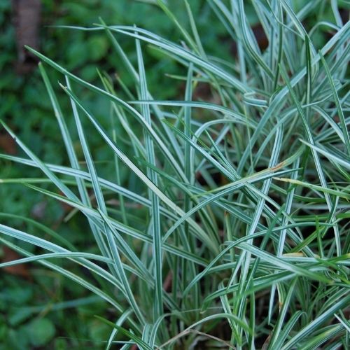 Ophiopogon japonicus 'Silver Mist', plante vivace à feuillage persistant, ombre sèche