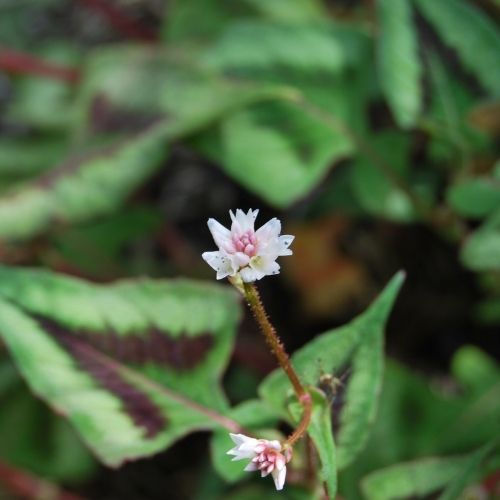 Persicaria, Renouée, plante vivace à feuillage décoratif