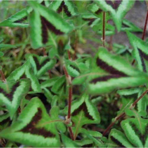 Persicaria, Renouée, plante vivace à feuillage décoratif