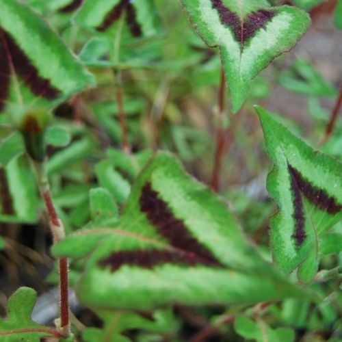 Persicaria, Renouée, plante vivace à feuillage décoratif
