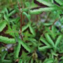 Persicaria, Renouée, plante vivace à feuillage décoratif