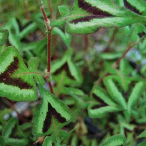 Persicaria, Renouée, plante vivace à feuillage décoratif