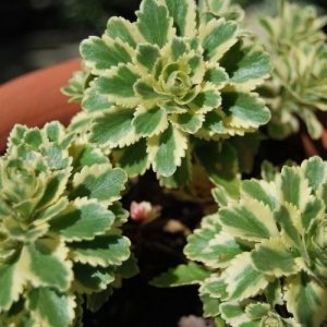 Sedum, orpin à feuillage panaché. Culture en poterie, bac, jardinière et pot. Production Française