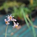 Ail Africain, plante vivaces à floraison estivale très longue, plein soleil, feuille et fleurs comestibles