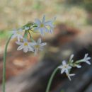 Ail Africain, Tulbaghia, en fleurs de juin à octobre. Plein soleil, pleine terre et poterie terrasse