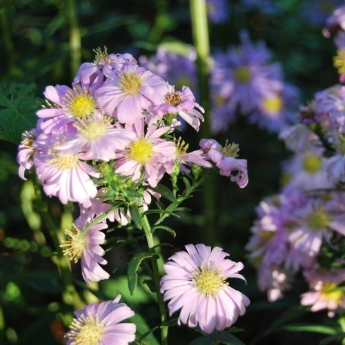 Aster n.b ‘Strawberry and Cream’