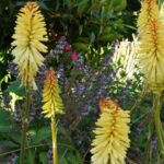 Kniphofia, plante vivace rustique à floraison lumineuse abondante jaune en juin. Massif champêtre.