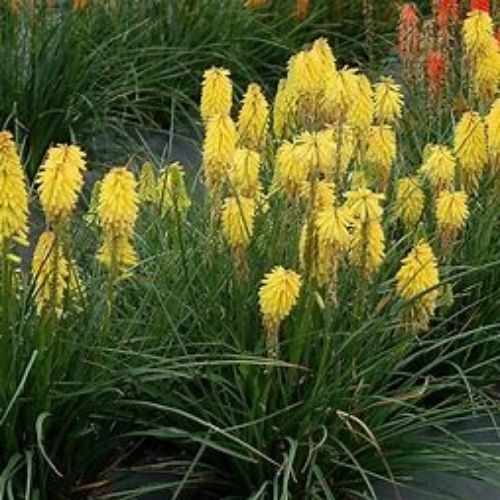 Kniphofia, plante vivace rustique à floraison lumineuse jaune