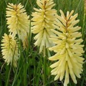 Kniphofia, plante vivace rustique à floraison lumineuse jaune
