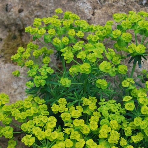 Euphorbe petit-cyprès excellent plante vivace couvre-sol pour soleil