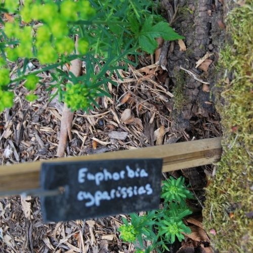 Euphorbe petit-cyprès excellent plante vivace couvre-sol pour soleil