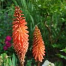 Un rare Kniphofia à floraison saumon, Tritome 'Timothy', plante vivace