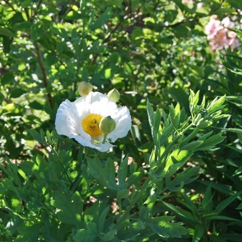 Pavot de Californie, pavot en arbre, plante vivace à floraison blanche et étamine jaune