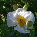 Pavot de Californie, pavot en arbre, plante vivace à floraison blanche et étamine jaune