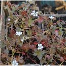 Géranium vivace à feuillage rouge pourpré et floraison estivale blanche