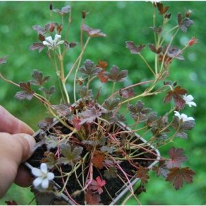 Géranium vivace à feuillage rouge pourpré et floraison estivale blanche
