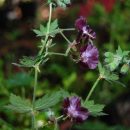 Géranium vivace idéal pour la mi-ombre et les plantations à l'ombre au jardin
