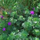 Géranium vivace à floraison rose magenta, très rustique, demande peu d'eau en été