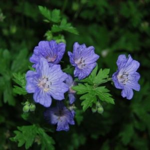 Géranium vivace à fleurs bleu dès le mois de mars-avril