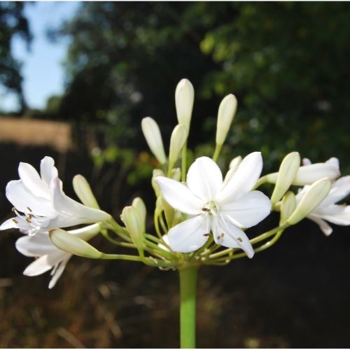 Agapanthe 'Anita', floraison d'été blanche, plantation en pot, pleine terre
