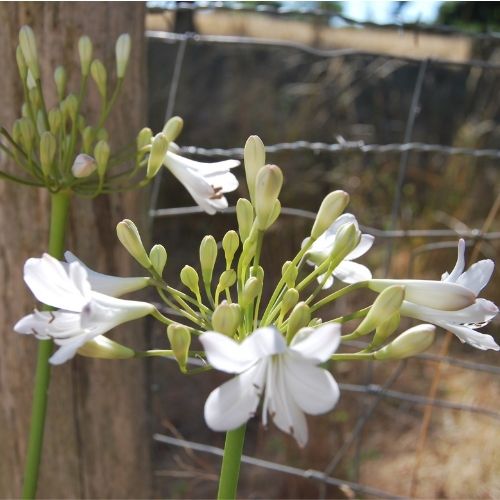 Agapanthe 'Anita', floraison d'été blanche, plantation en pot, pleine terre