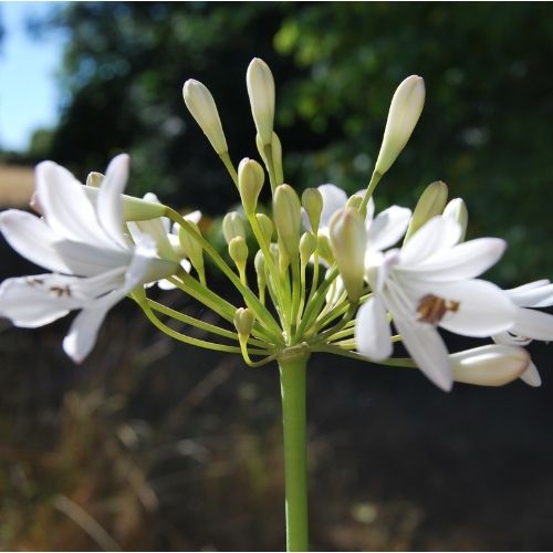Agapanthe 'Anita', floraison d'été blanche, plantation en pot, pleine terre