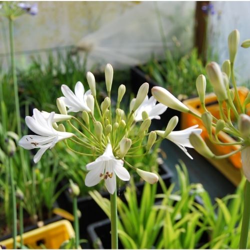 Agapanthe 'Anita', floraison d'été blanche, plantation en pot, pleine terre
