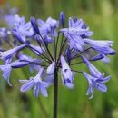 L'Agapanthe 'Castle of Mey' à floraison abondante bleu clair