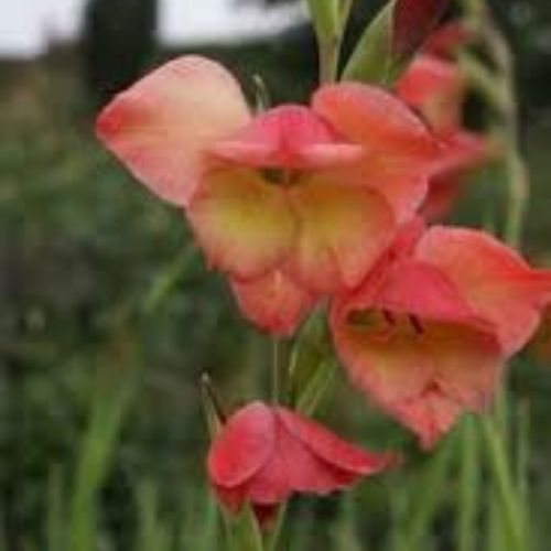 Gladiolus papilio ‘David Hills’