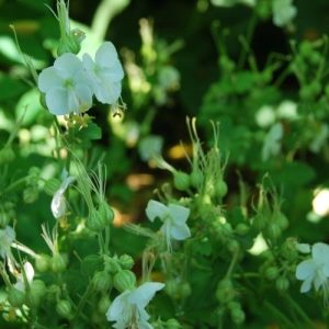 Les Géraniums macrorrhizum idéal en ombre sèche sans arrosage