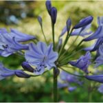 Agapanthe bleu pour massif de piscine