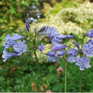 Agapanthe bleu pour massif de piscine