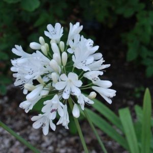 Une Agapanthe au feuillage persistant, floraison blanc pur, de très bonne culture en pot