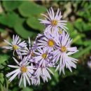 Un Aster à fleurs de marguerite, à floraison bleu-lilas dès juillet