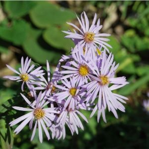 Un Aster à fleurs de marguerite, à floraison bleu-lilas dès juillet
