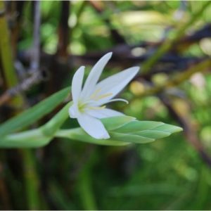 Lis des cafres à floraison blanche. Une vivace qui aime l'humidité. Culture facile en bac à réserve d'eau.