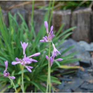 Ail Africain, Tulbaghia, en fleurs de juin à octobre. Plein soleil, pleine terre et poterie terrasse