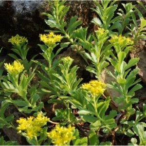 Plante de rocaille, très résistant à la sècheresse ainsi qu'au gel. Feuillage persistant, plante compact à floraison jaune