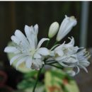 Agapanthe à feuillage persistant, floraison blanche double. Pour bordures, et culture en pot