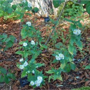 Aster d'automne à fleurs blanche et cœur jaune. Jardin de curé.