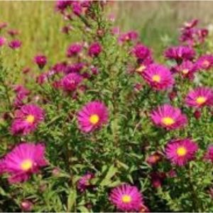 Aster d'automne, marguerite d'automne, vendangeuse à floraison rouge foncé