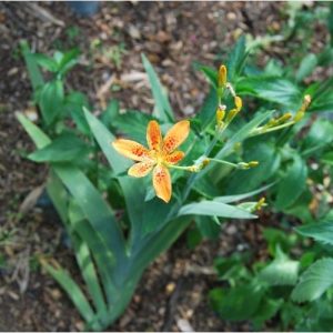 Belamcanda chinensis, appelé aussi Iris tigré. Floraison estivale originale. Plante rustique.