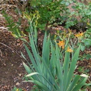 Belamcanda chinensis, appelé aussi Iris tigré. Floraison estivale originale. Plante rustique.