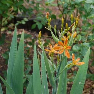 Belamcanda chinensis, appelé aussi Iris tigré. Floraison estivale originale. Plante rustique.