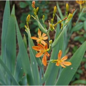 Belamcanda chinensis, appelé aussi Iris tigré. Floraison estivale originale. Plante rustique.