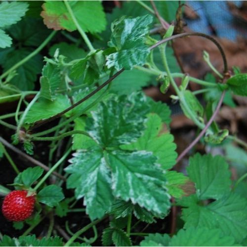 Fraisier à feuillage panaché, couvre-sol à fruits comestibles