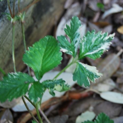 Fraisier à feuillage panaché, couvre-sol à fruits comestibles