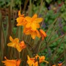 Crocosmia, Montbretia, plante vivace bulbeuse à floraison jaune orangé, feuillage bronze