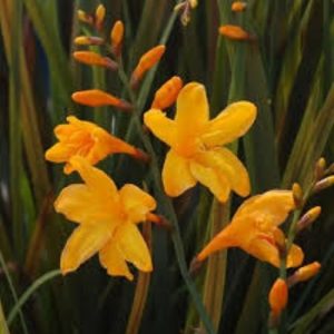 Crocosmia, Montbretia, plante vivace bulbeuse à floraison jaune orangé, feuillage bronze